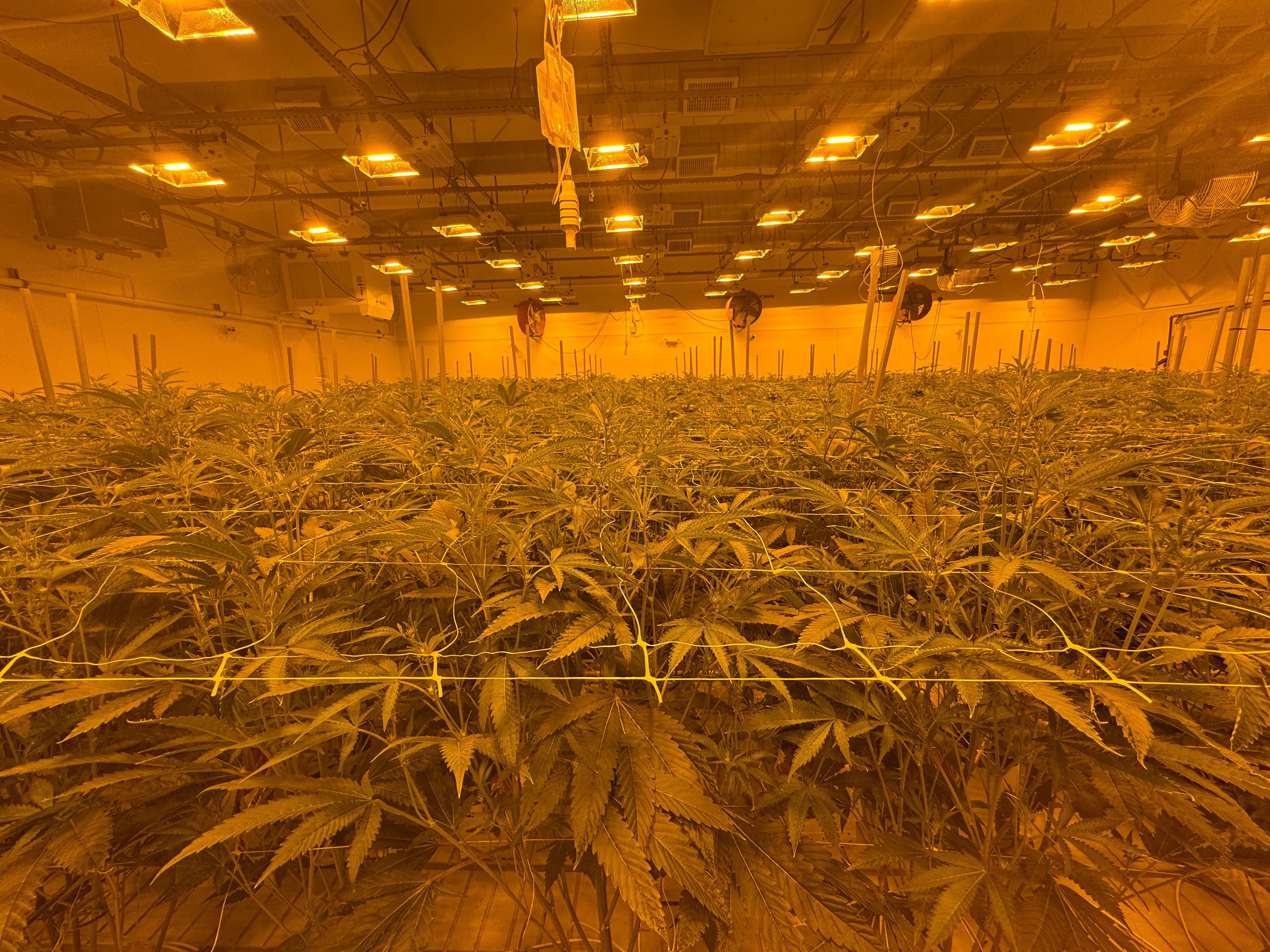 Cannabis Cultivation Mother Room